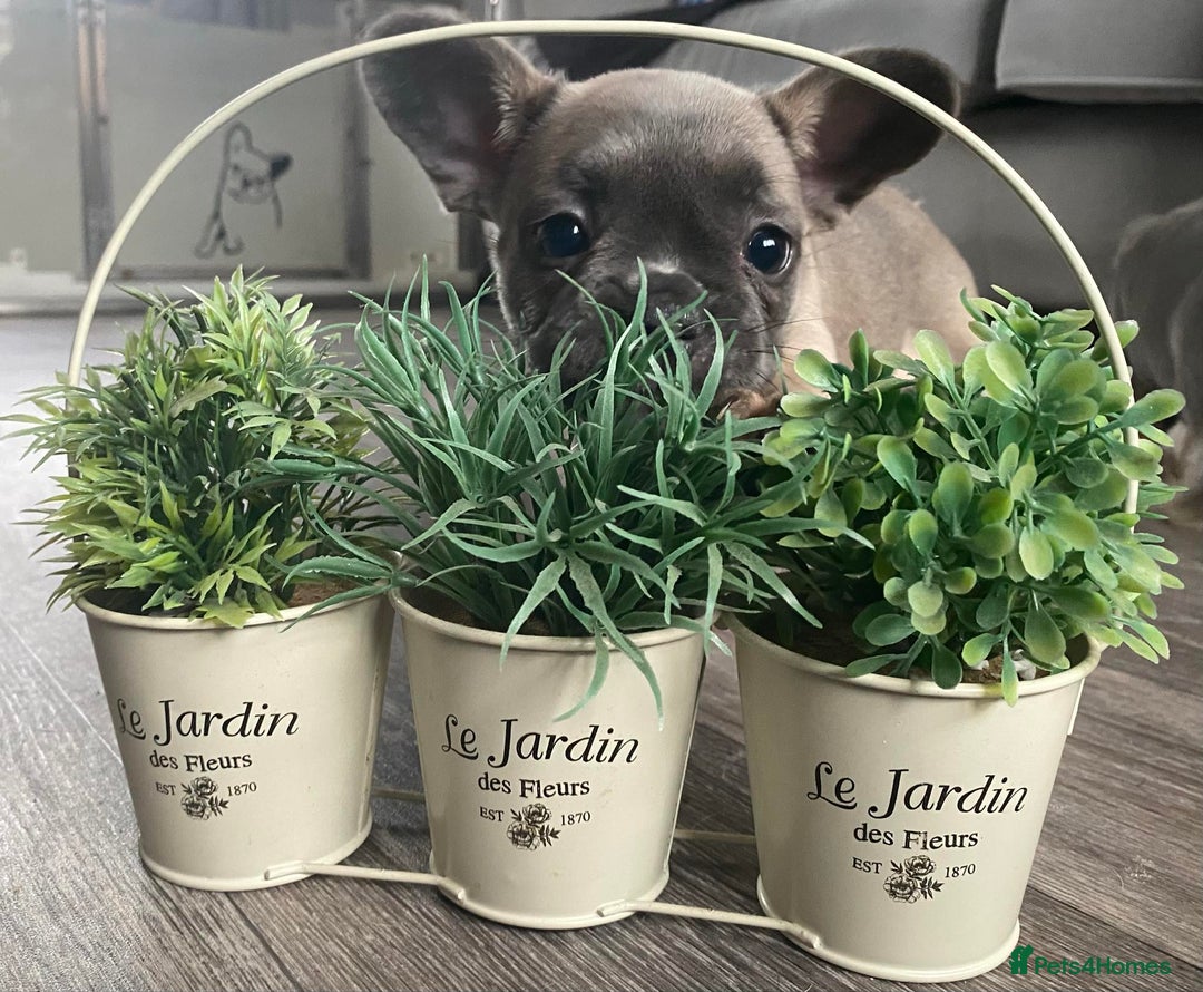 French Bulldog dogs for sale: French bulldog  puppies - Image 21