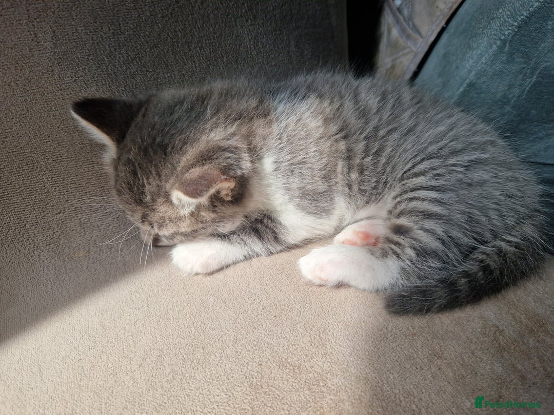 Mixed Breed cats for sale: British shorthair Cross kittens  - Image 4