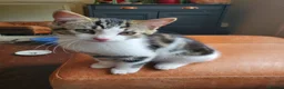 Domestic Shorthair cats for sale: 3 male and 1 female kittens born 15/2/26 in Worthing - Advert 10