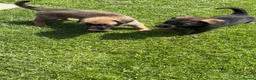 German Shepherd dogs for sale: *ONLY 1 LEFT* German Shepard puppy final reduction - Advert 8
