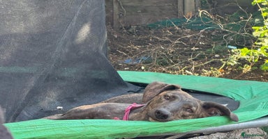 Greyhound dogs - Advert 7