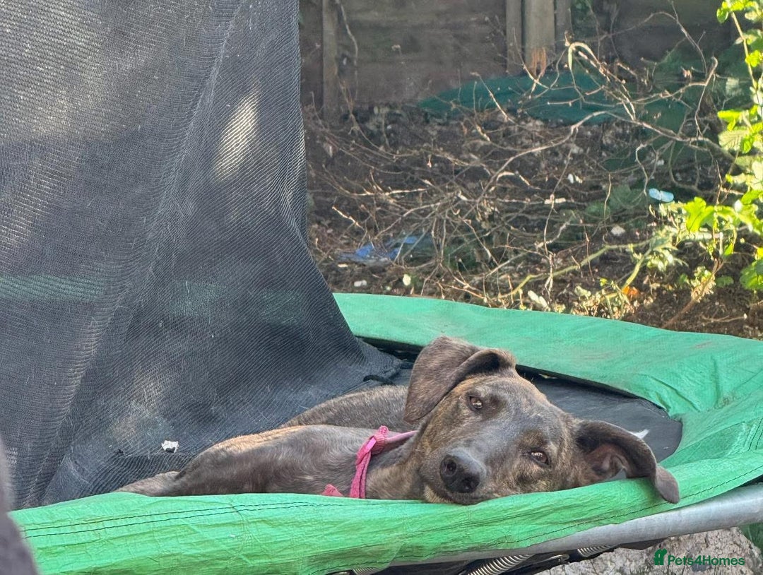 Greyhound dogs for sale: Greyhound female  - Image 3