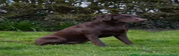 Labrador Retriever dogs for sale: STUNNING KC REG CHAMPION BLOODLINE PUPPIES 🏆🍫 - Advert 5