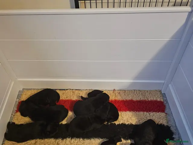 Labrador Retriever dogs for sale: 5* LICENCED LABRADOR BREEDER kc registered - Advert 2