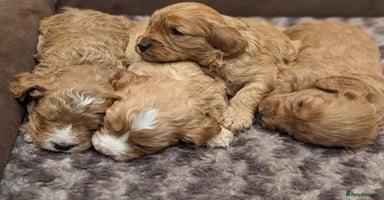 Cavapoo dogs 🌟F1 Cavapoo puppies Extensively health tested🌟  - Advert 13