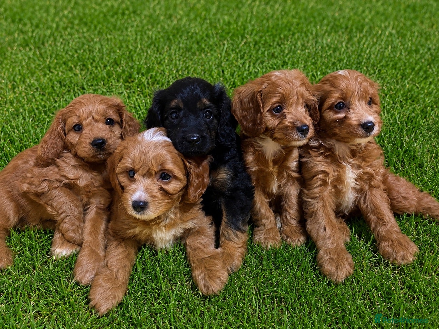 Cavapoo dogs Cavapoos f1 Health tested  - Advert 1