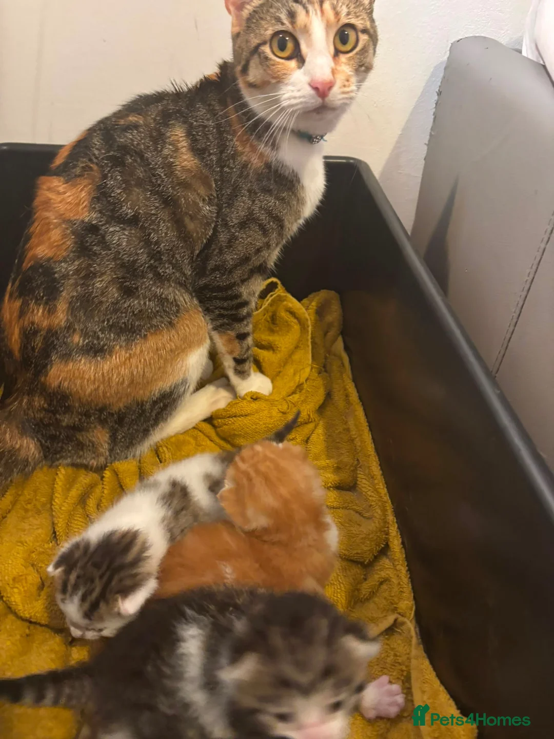 Domestic Shorthair cats for sale: kittens for sale - Advert 5