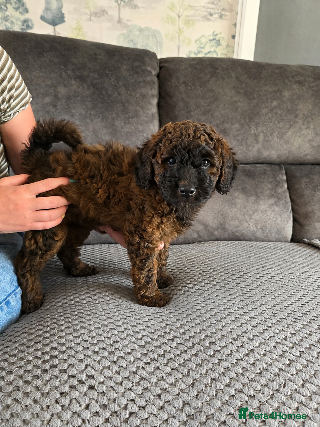 Cockapoo dogs Sable Girl F1b cockapoo Puppies (1 Left) - Advert 3