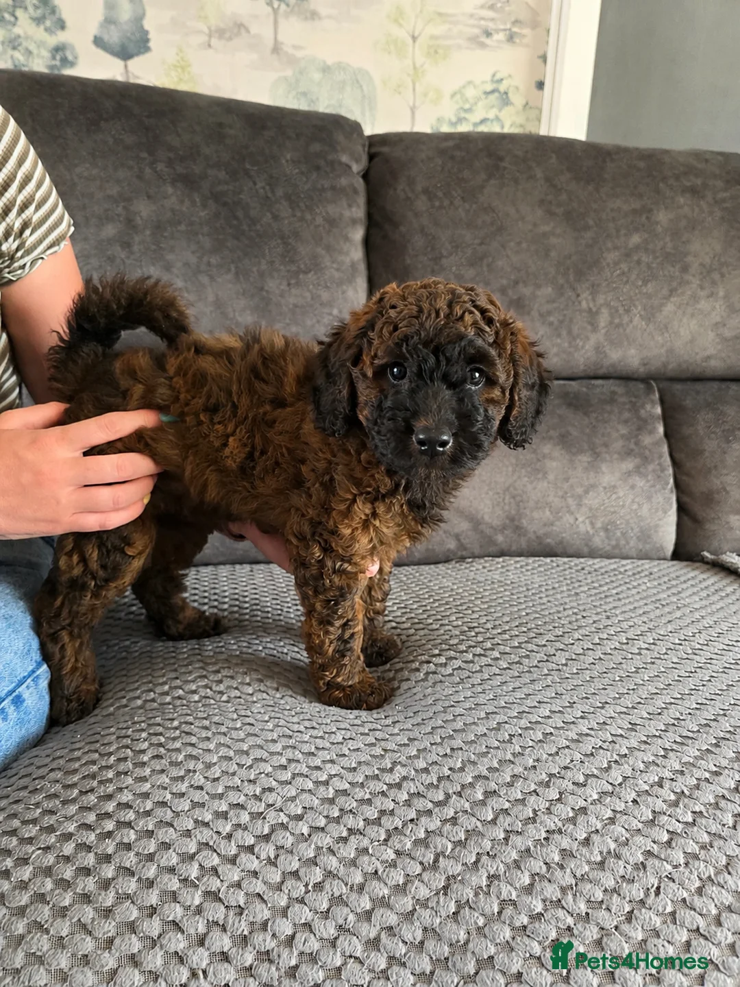 Cockapoo dogs for sale: Sable Girl F1b cockapoo Puppies (1 Left) - Advert 1