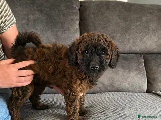 Cockapoo dogs Sable Girl F1b cockapoo Puppies (1 Left) - Advert 3