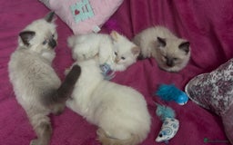 Ragamese cats for sale: Ragamese - Ragdoll x Siamese adorable kittens  - Image 27