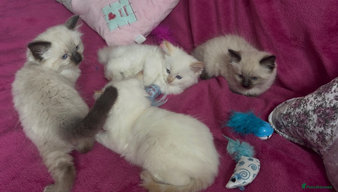 Ragamese cats for sale: Ragamese - Ragdoll x Siamese adorable kittens  - Image 27