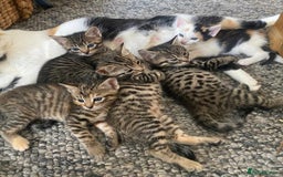 Bengal cats for sale: Bengal cross kittens  - Image 1