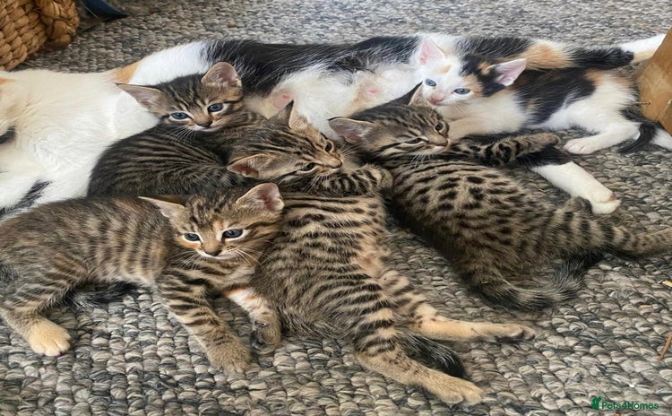 Bengal cats - Advert 4