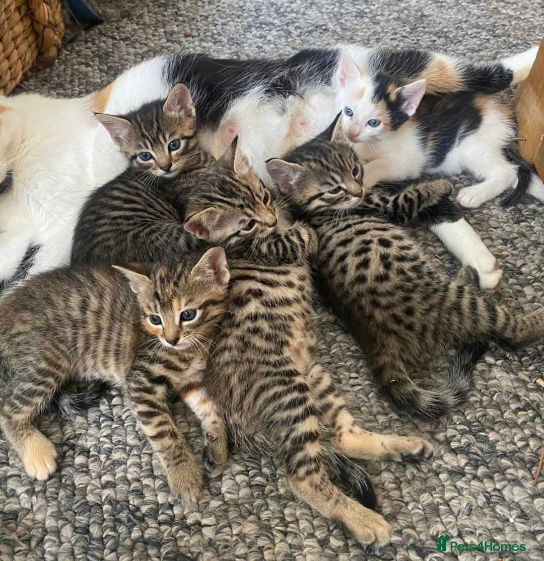 Bengal cats for sale: Bengal cross kittens  - Image 1