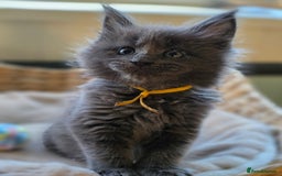 Maine Coon cats for sale: Two beautiful blue smoked mainecoon girls 4 sale  - Image 15