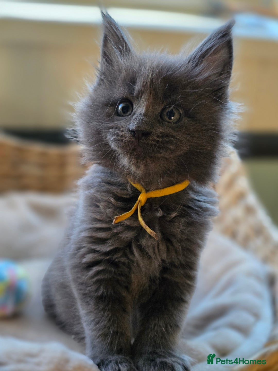Maine Coon cats for sale: Two beautiful blue smoked mainecoon girls 4 sale  - Image 15