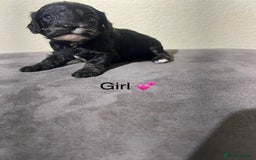 Cavapoo dogs for sale: Health tested cavapoos ready 8th december - Image 12