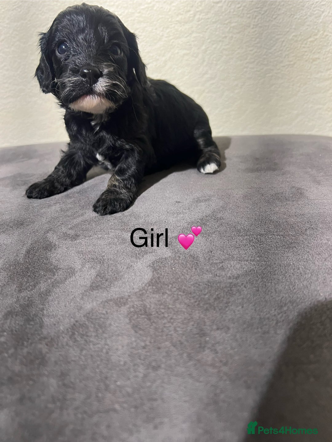 Cavapoo dogs for sale: Health tested cavapoos ready 8th december - Image 12