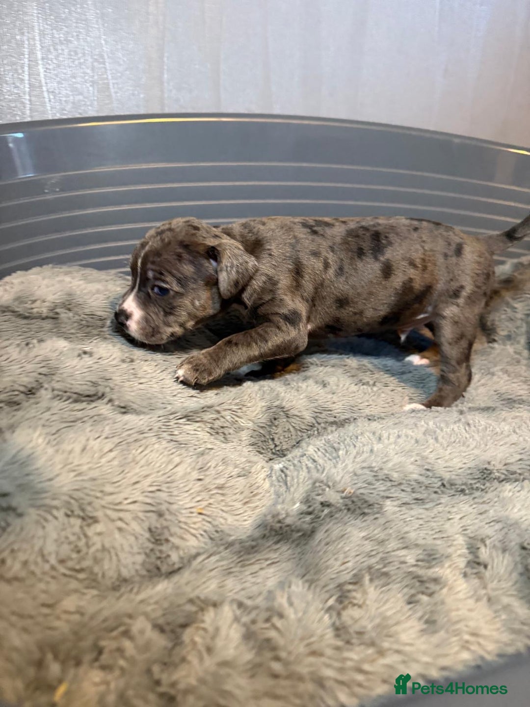 Staffordshire Bull Terrier dogs for sale: Staffordshire bull terrier puppy’s  - Image 14