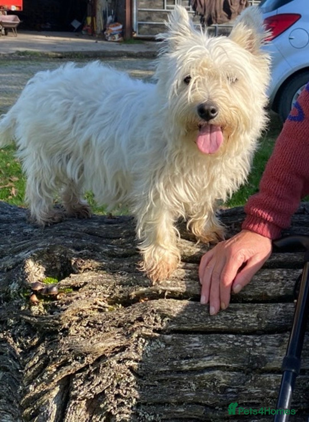 West Highland Terrier dogs for sale: Beautiful West Highland Boy ** READY NOW** - Image 5