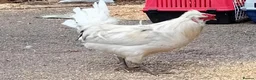 Chickens poultry for sale: Pure Emerald Cockerel / Blue Egger 🐓💙 - Advert 8