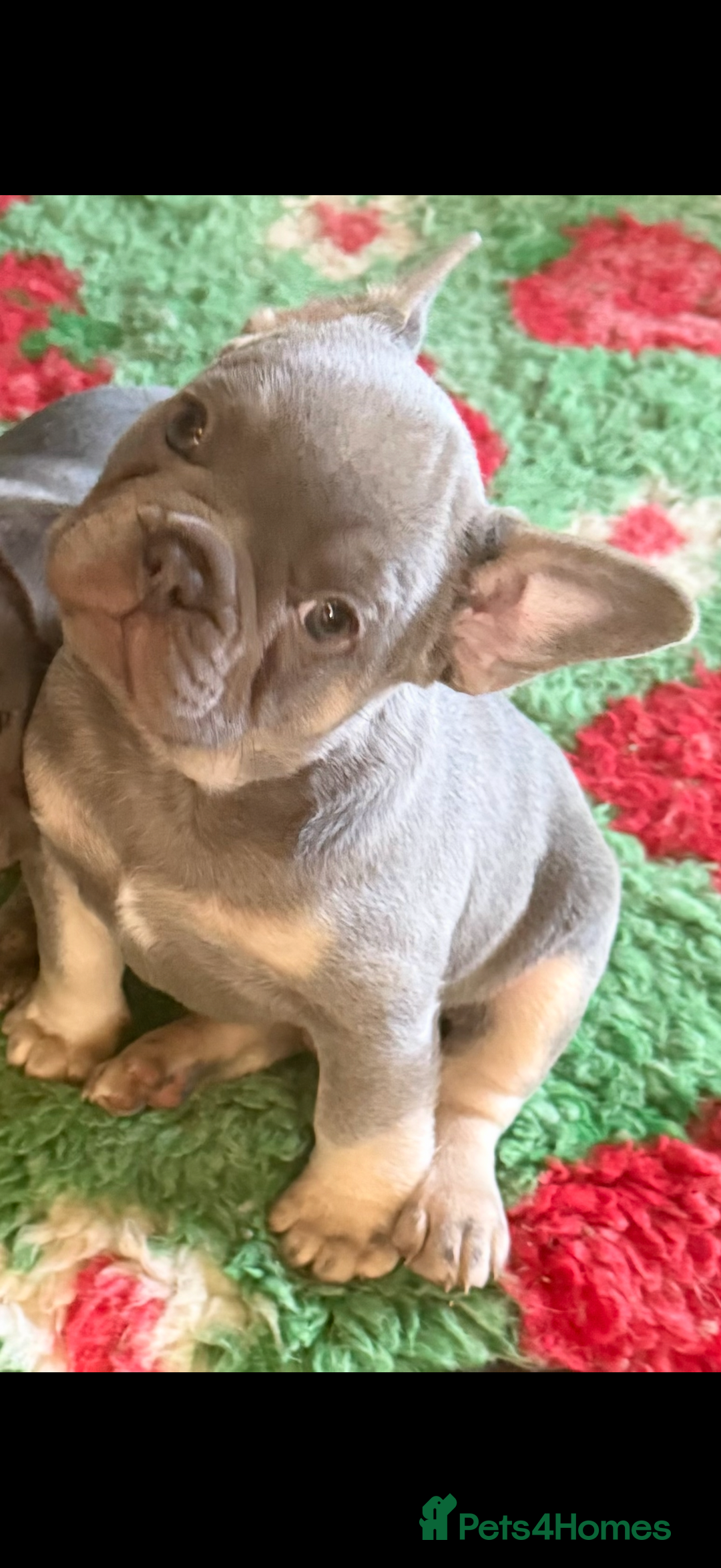 French Bulldog dogs for sale: Amazing Frenchies ready now.  - Image 6