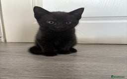 Bombay cats for sale: 1 Male 1 Female Bombay Mix kitten  - Image 1