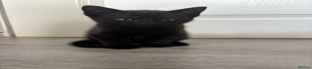 Bombay Kitten 1
