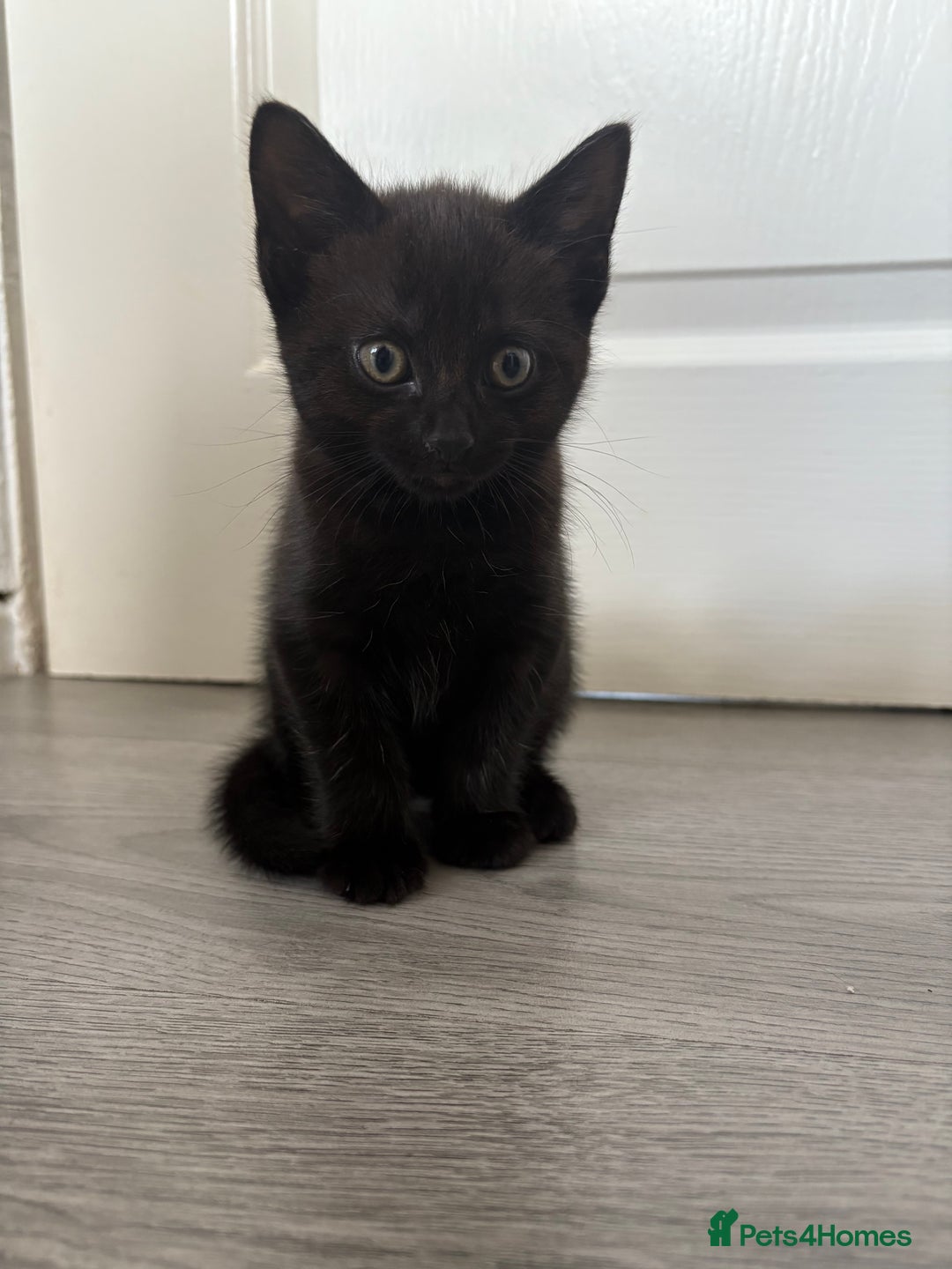 Bombay cats for sale: 1 Male 1 Female Bombay Mix kitten  - Image 1