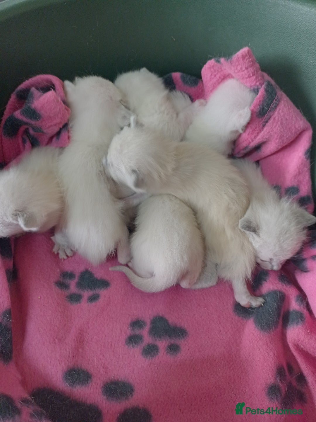 Siamese cats for sale: Beautiful litter of Simease - Image 14