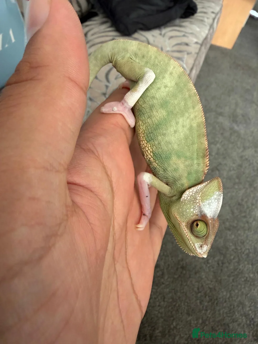 Chameleon reptiles for sale: Pied Chameleon x2 in Oldham - Advert 3