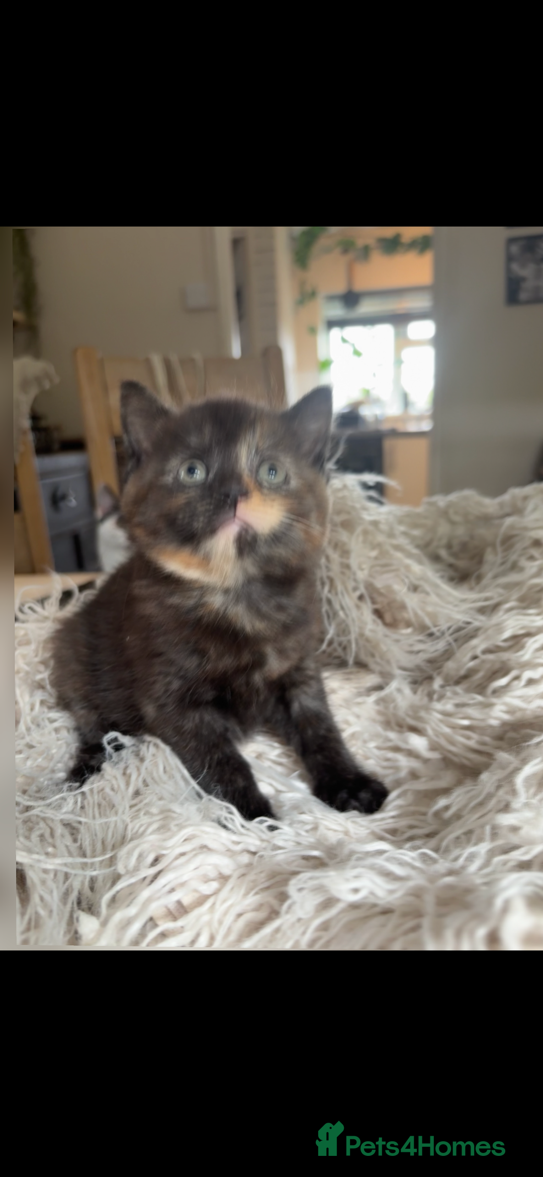 Persian cats for sale: Beautiful Persian x Tabby kitten! - Image 6
