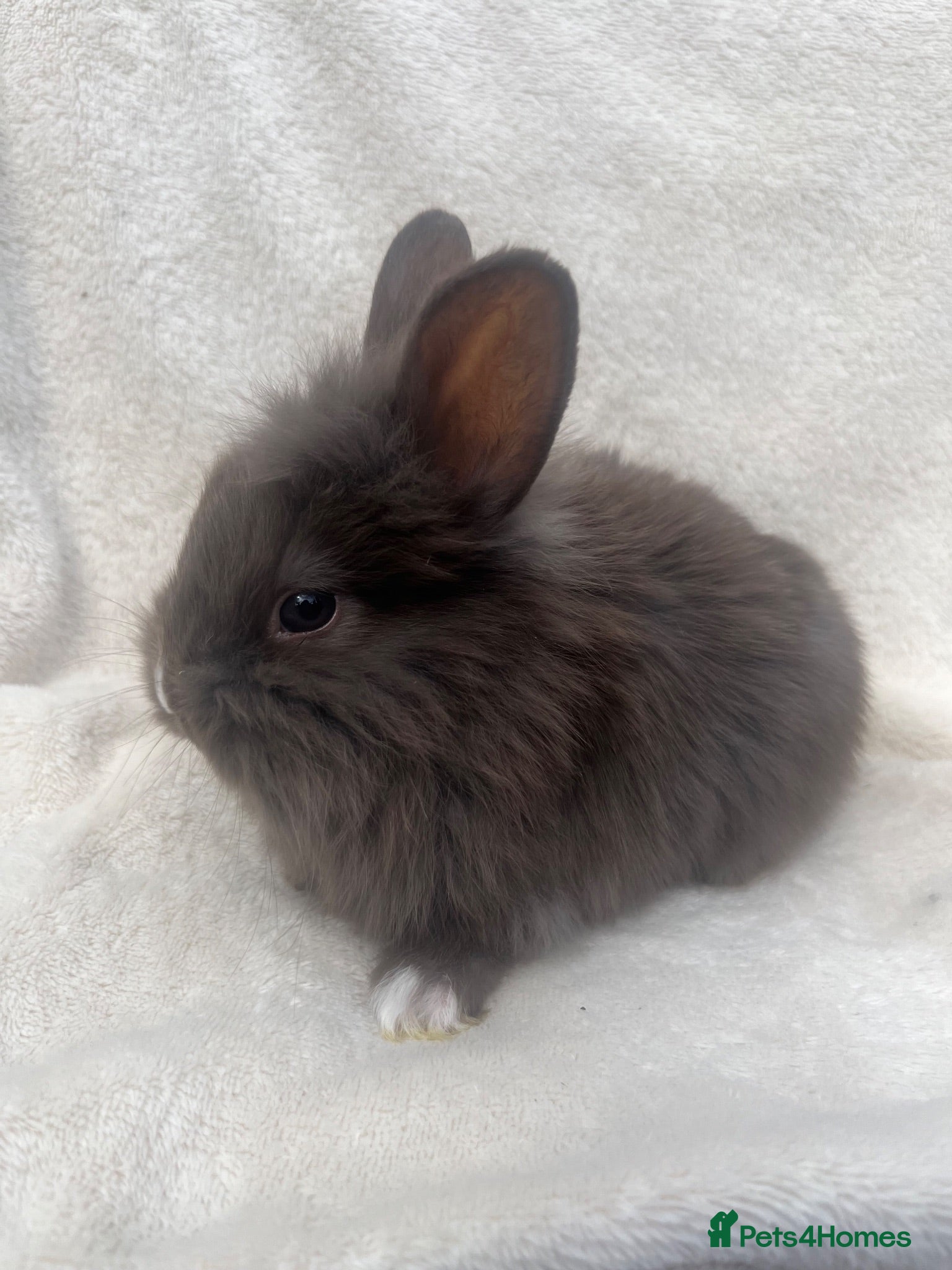 Mini Lion Lop rabbits Lion lops for sale - Advert 5
