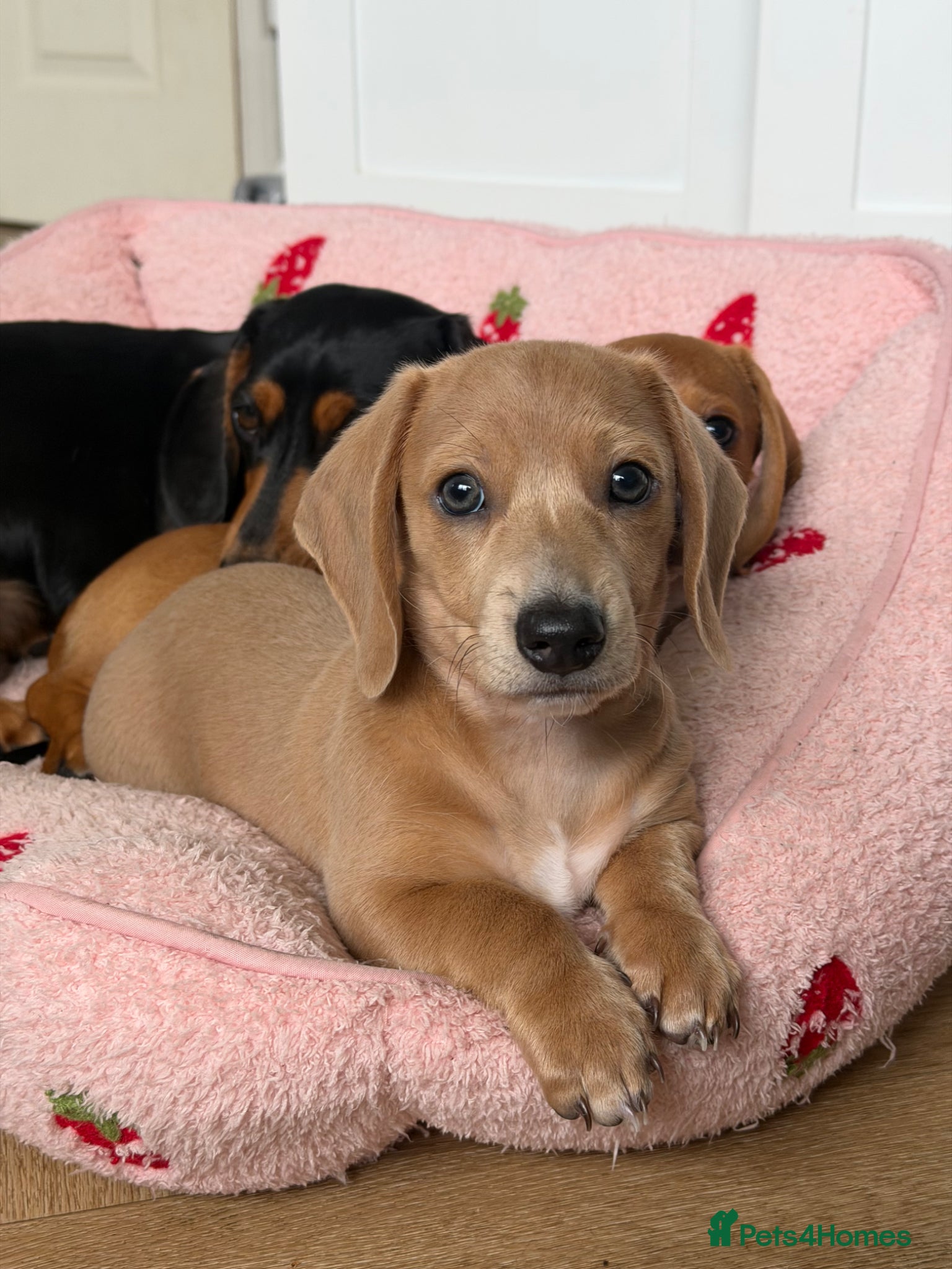 Miniature Dachshund dogs ✨ LAST BOY ✨ KC shaded cream miniature dachshund✨ - Advert 18