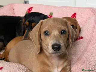 Miniature Dachshund dogs ✨ LAST BOY ✨ KC shaded cream miniature dachshund✨ - Advert 18
