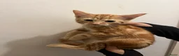 Mixed Breed cats for sale: 4 Beautiful Kittens Ready for Their Forever Homes! - Advert 4