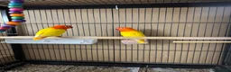 Lovebirds birds for sale: Lutino for sale - Advert 7