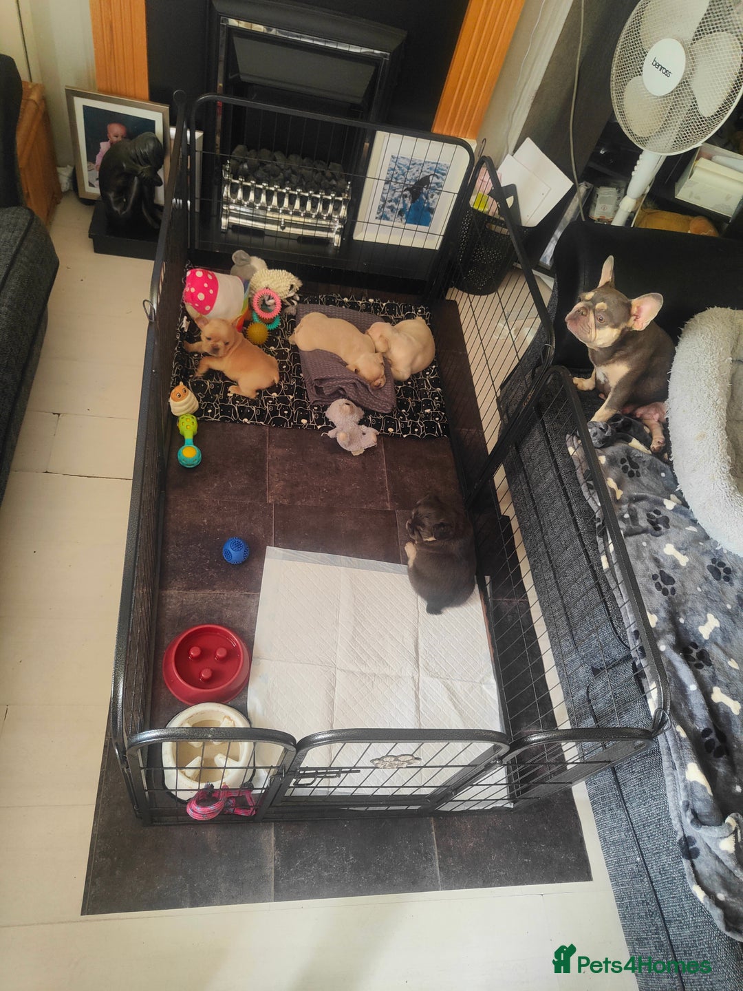 French Bulldog dogs for sale: 🐾 Premium Fluffy French Bulldog Puppies 🐾 - Image 6