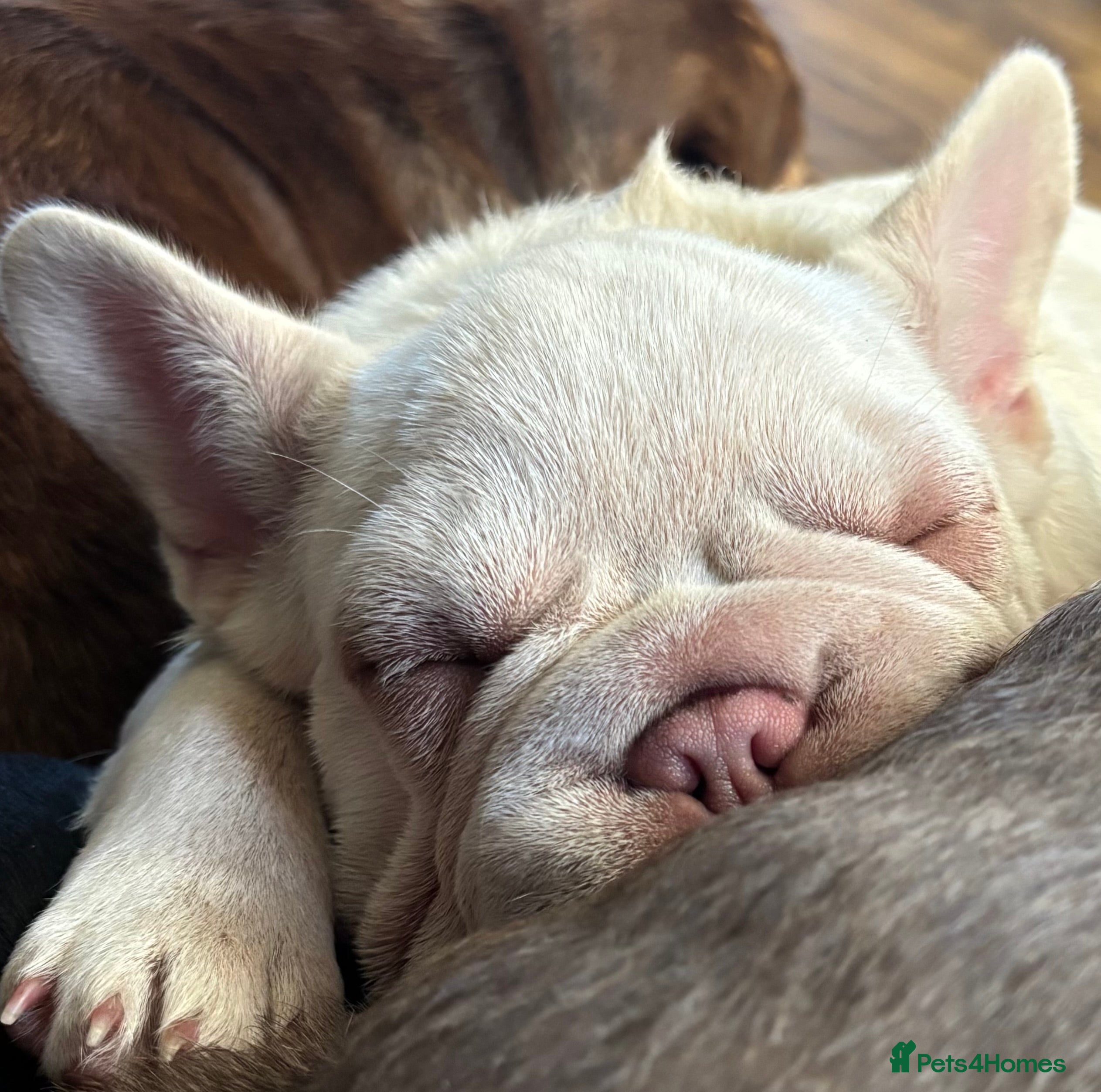 French Bulldog dogs French Bulldog Puppies, pink and fluffy carriers - Advert 1