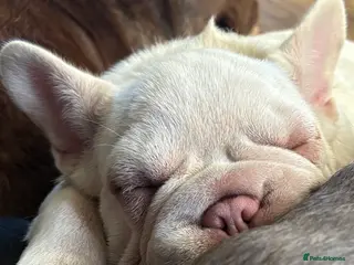 French Bulldog dogs French Bulldog Puppies, pink and fluffy carriers - Advert 1