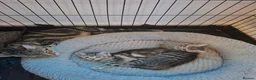 Mixed Breed cats for sale: Gorgeous Pure Tabby healthy kittens - Advert 9