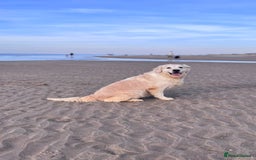 Goldendoodle dogs for sale: F1 Goldendoodle black Puppies - Image 16