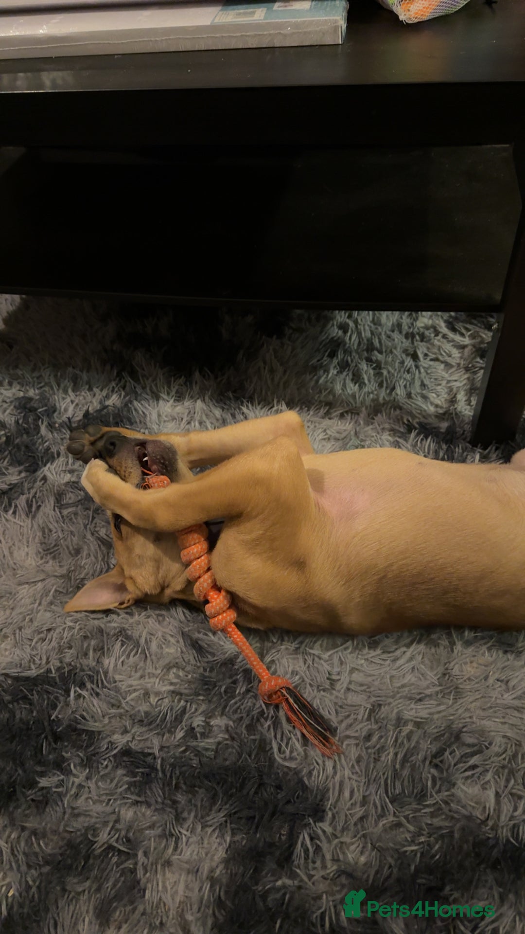 Mixed Breed dogs for sale: Lexi 7 Months old - Advert 7