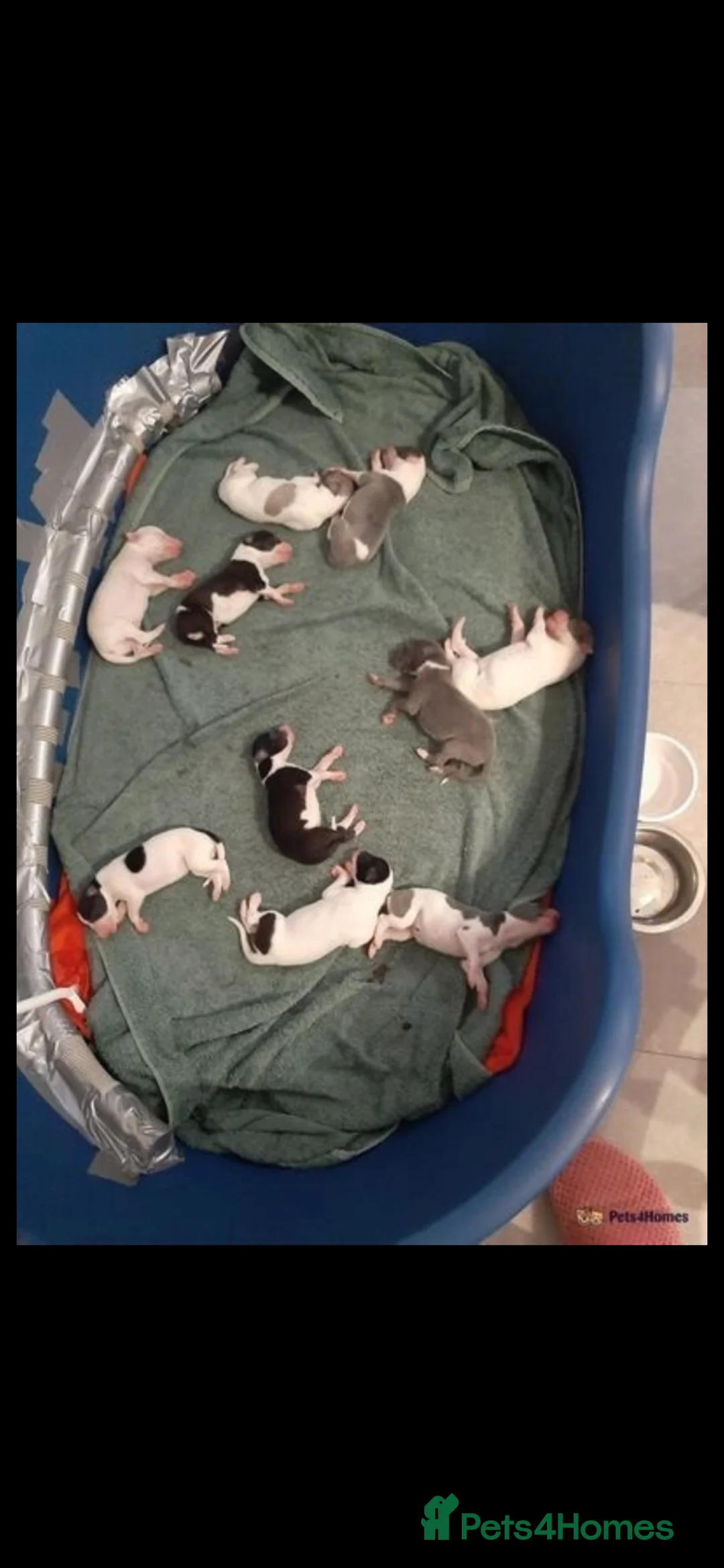 Whippet dogs for stud: Blue whippet for stud in Rochdale - Advert 3