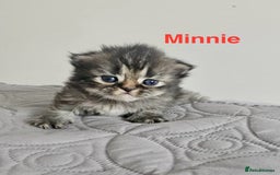 Persian cats for sale: Gorgeous litter of 6 PKD Negative Persian kittens - Image 19
