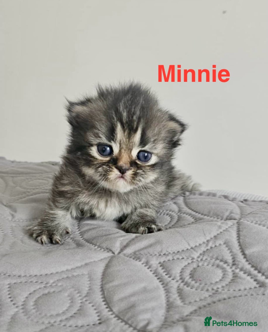 Persian cats for sale: Gorgeous litter of 6 PKD Negative Persian kittens - Image 19