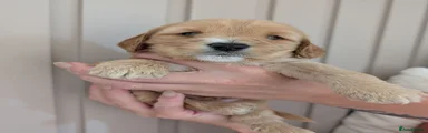 Cockapoo 3
