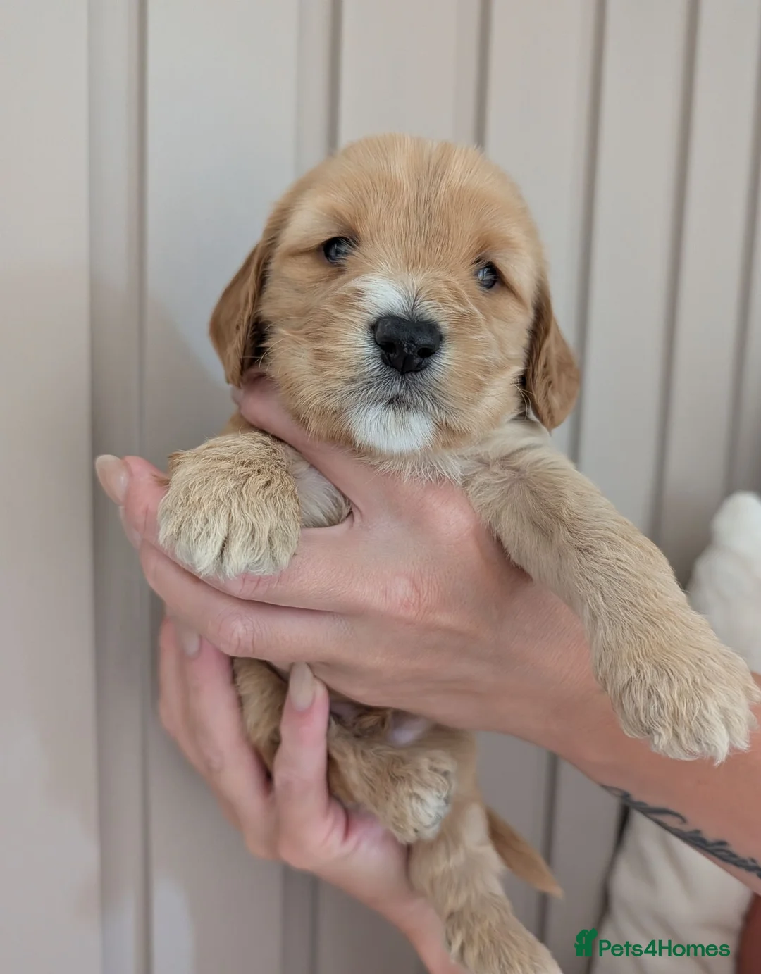 Cockapoo dogs for sale: Stunning Cockapoo pups - Advert 2