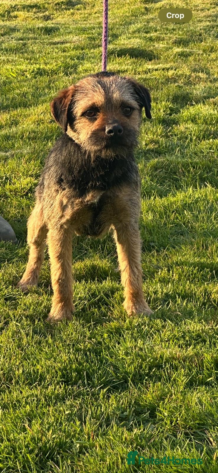 Border Terrier dogs Lovely border terrier  - Advert 8